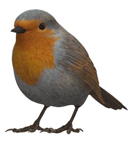 Roodborstje dat op de grond zit. Symbool van rust en herstel bij psycholoog Bussum.